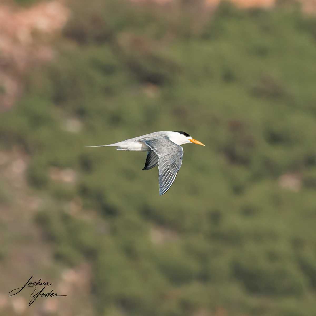 SAF0426-DxO_DeepPRIME-3social-media