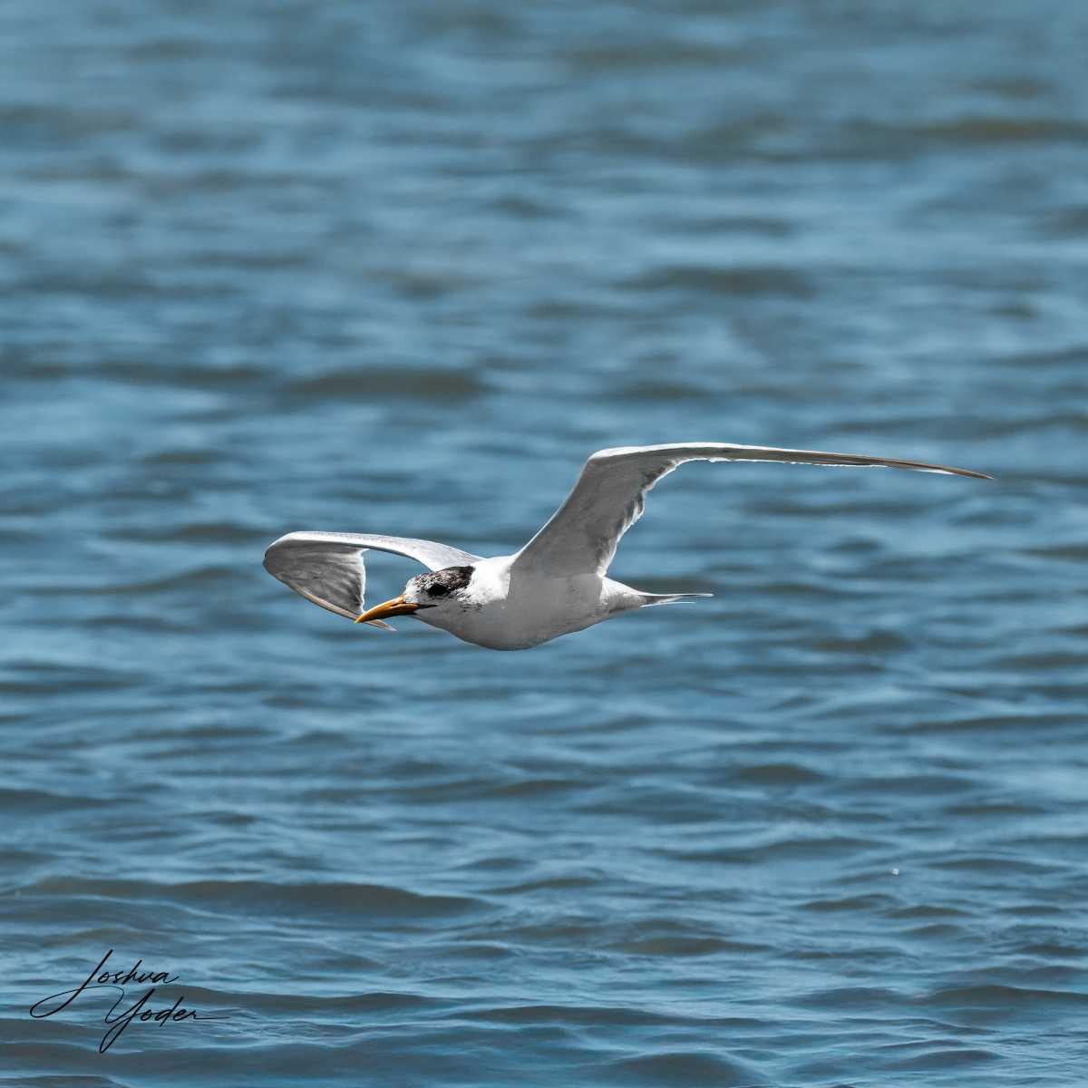 SAF8896Westerncape11th-DxO_DeepPRIME-3-Editsocial-media