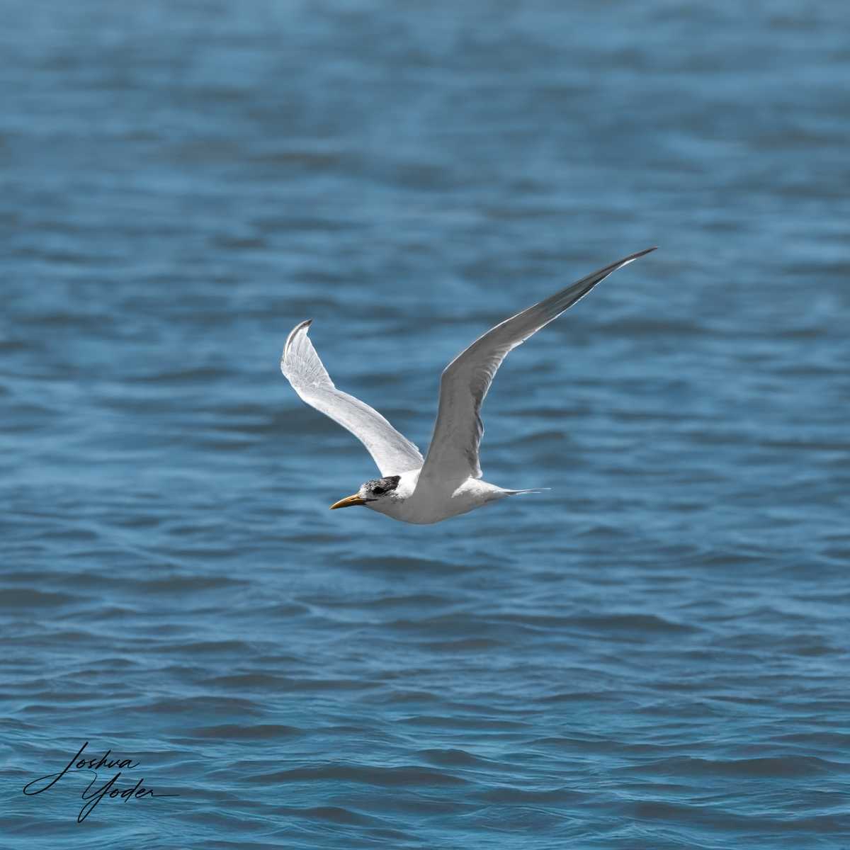 SAF8897Westerncape11th-DxO_DeepPRIME-3-Editsocial-media