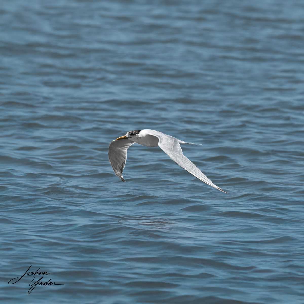 SAF8908Westerncape11th-DxO_DeepPRIME-3-Editsocial-media