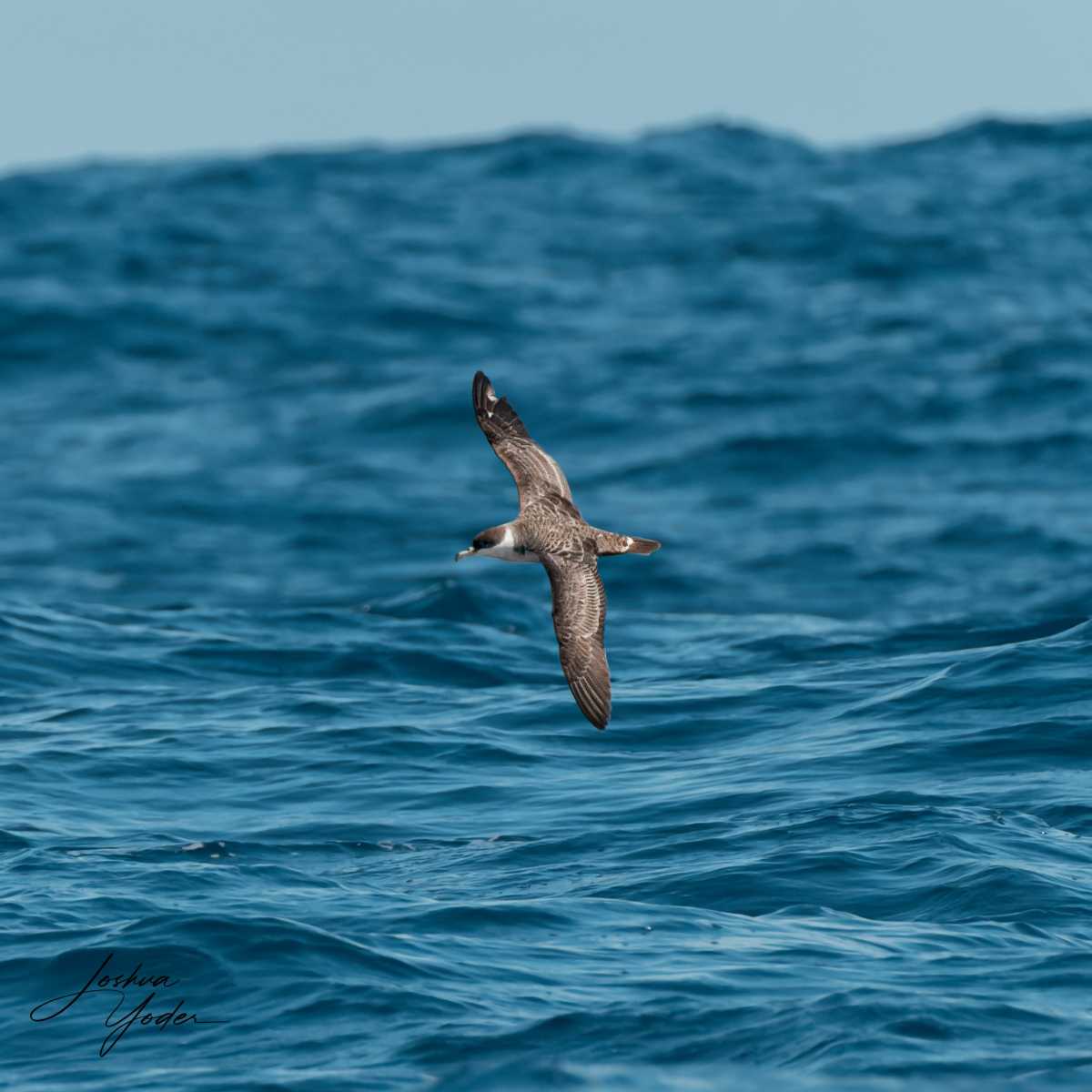 SAF3364-ARW_DxO_DeepPRIMEsocial-media