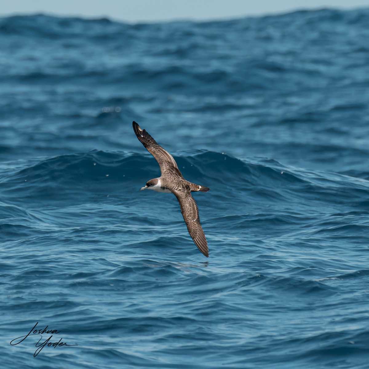 SAF3368-ARW_DxO_DeepPRIMEsocial-media