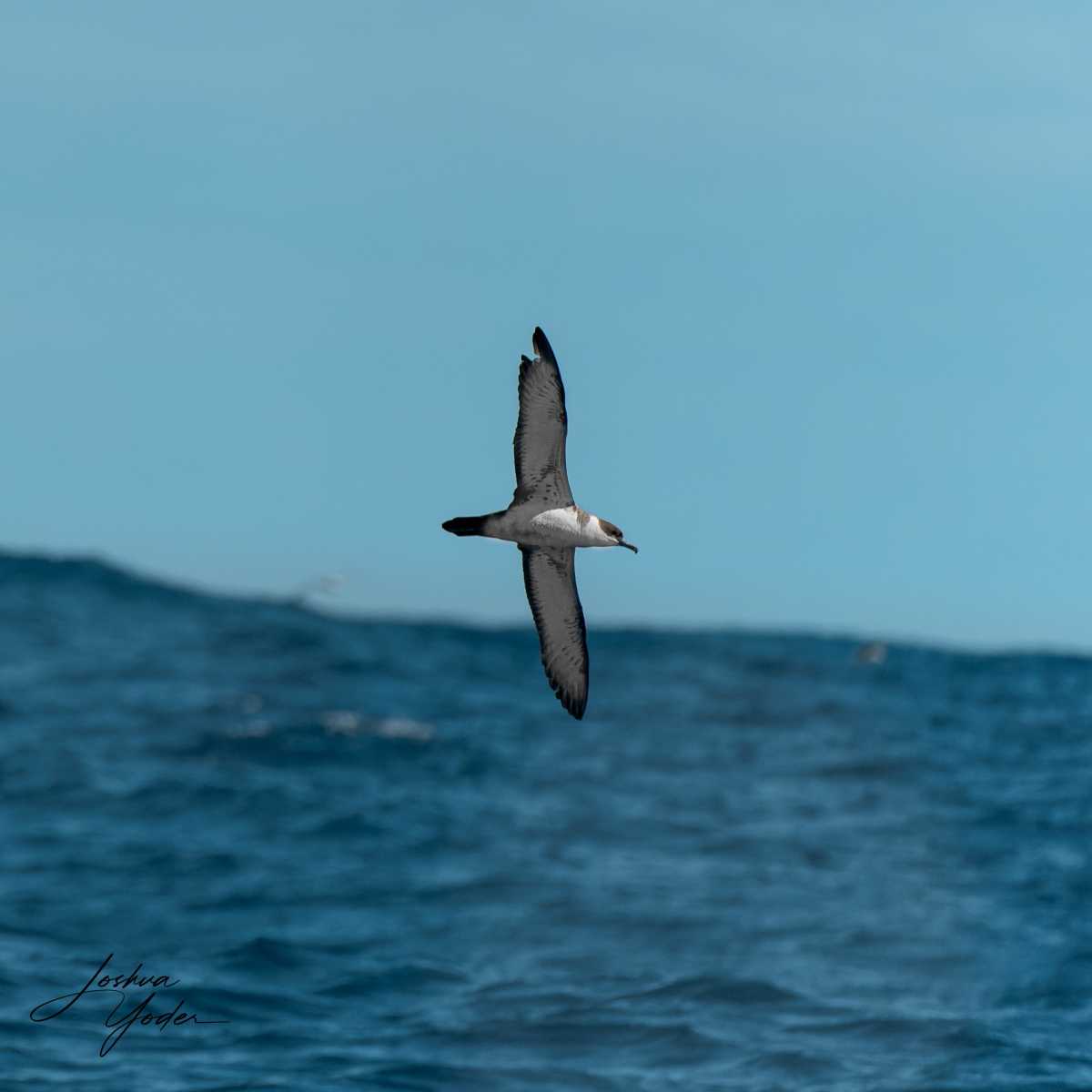 SAF3415-ARW_DxO_DeepPRIMEsocial-media