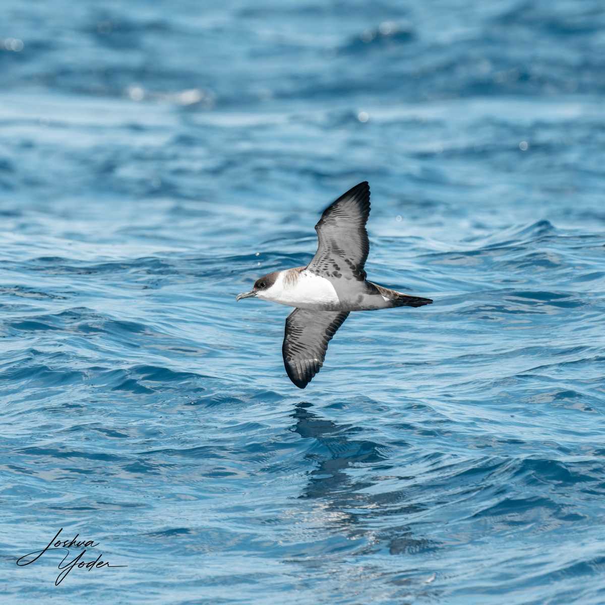 SAF3791-ARW_DxO_DeepPRIMEsocial-media