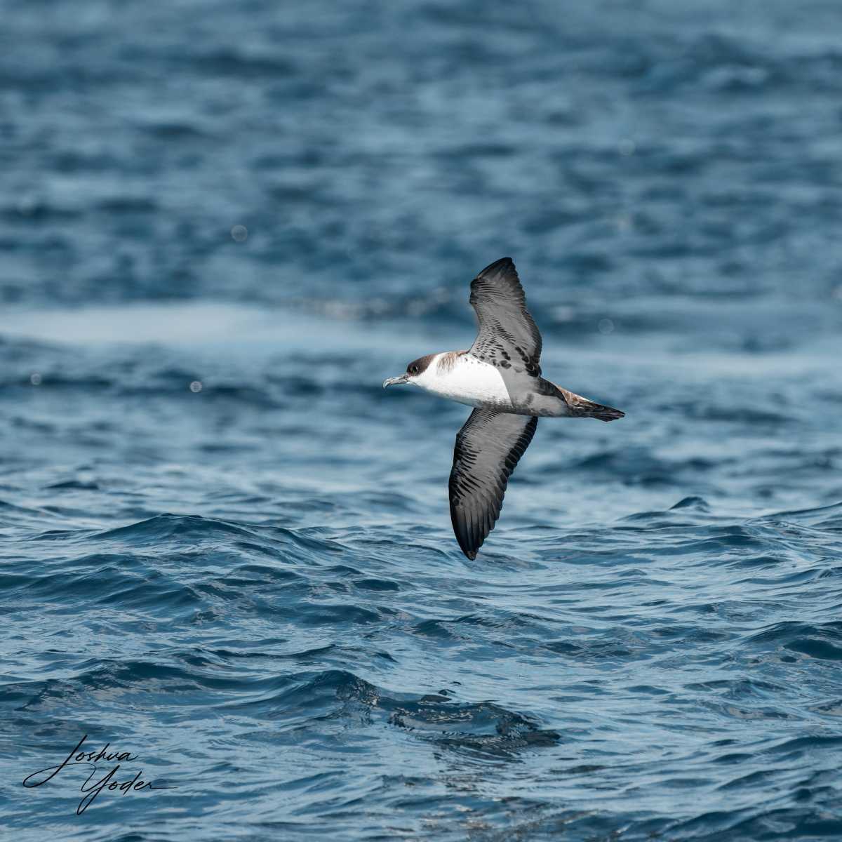 SAF3797-ARW_DxO_DeepPRIMEsocial-media