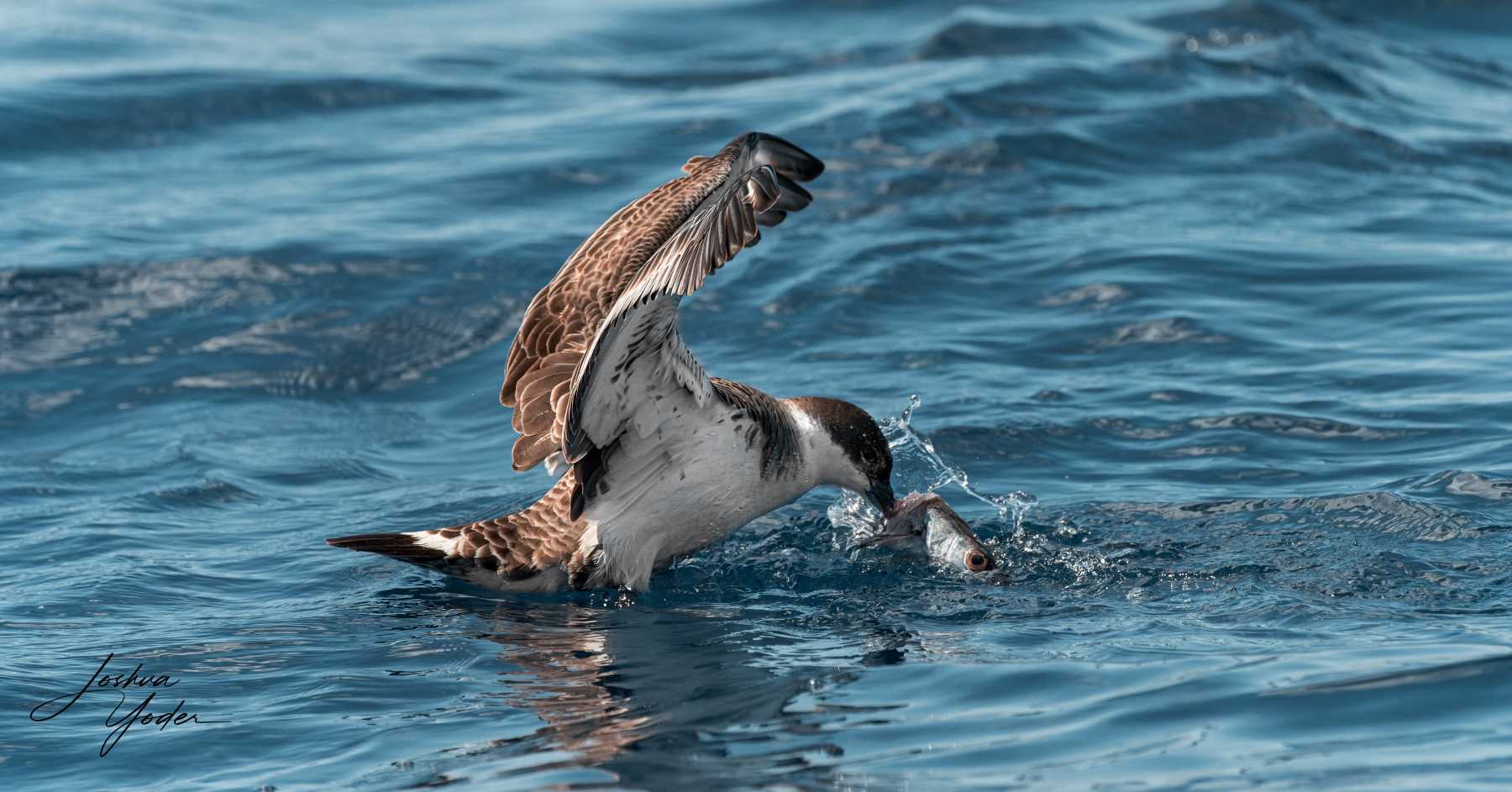 SAF6005-ARW_DxO_DeepPRIMEsocial-media