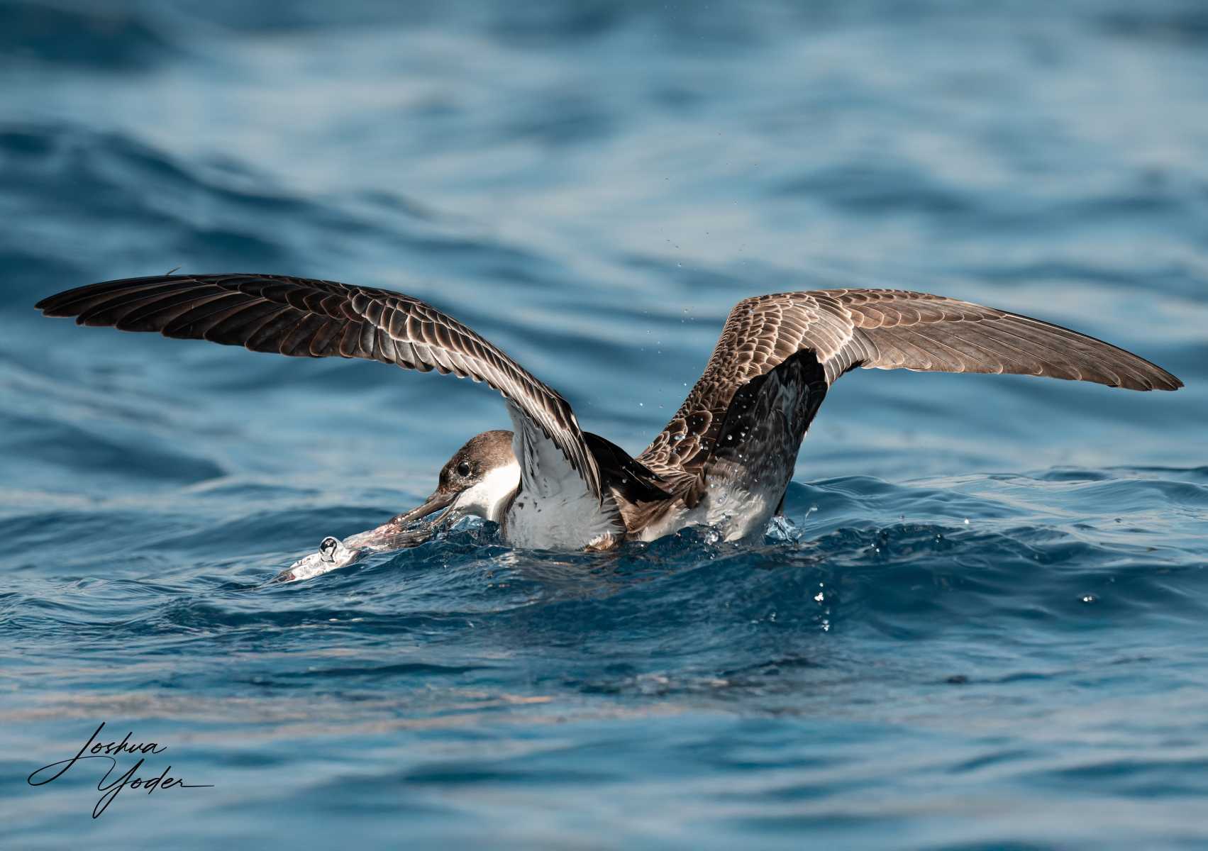 SAF6037-ARW_DxO_DeepPRIME-Editsocial-media