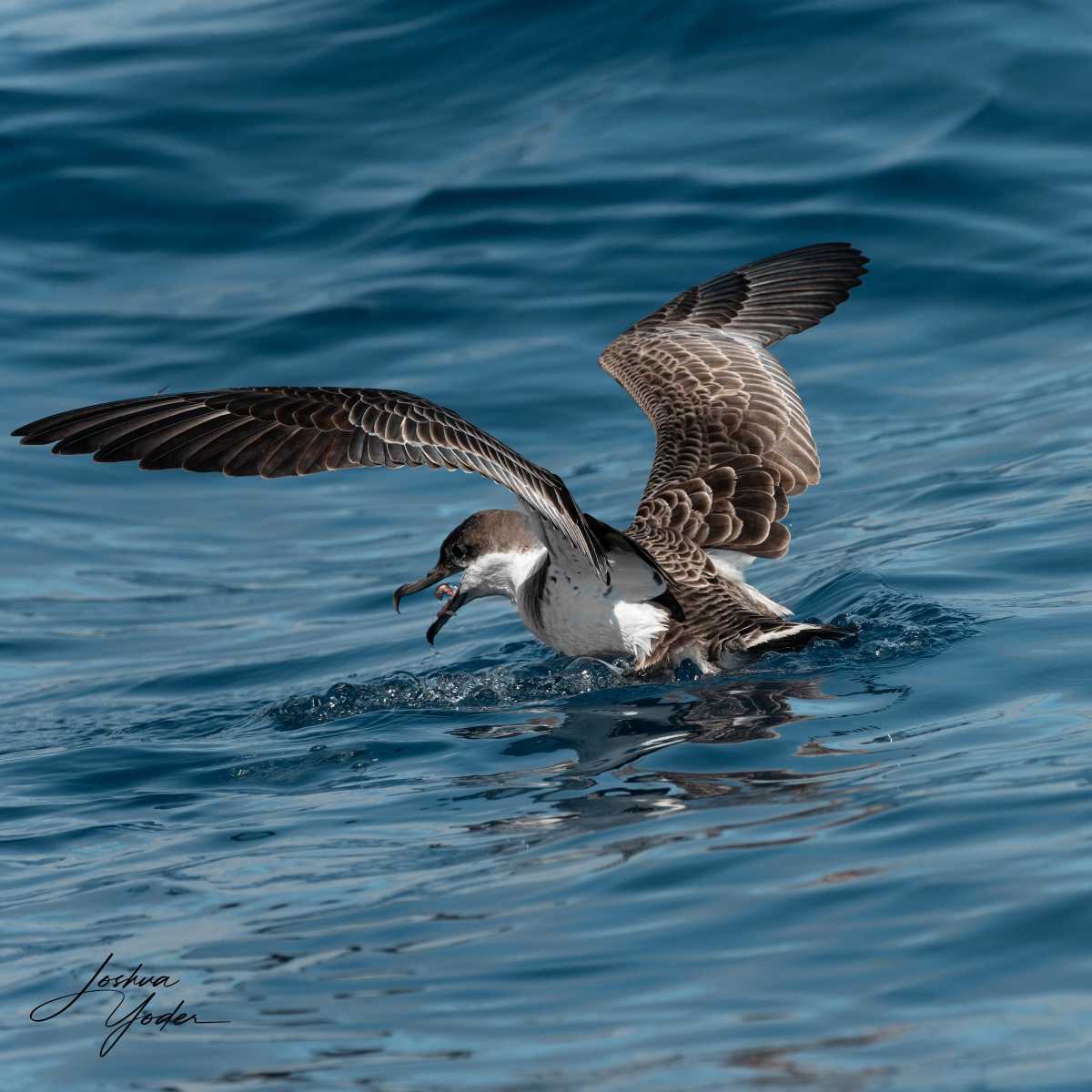 SAF6069-ARW_DxO_DeepPRIMEsocial-media