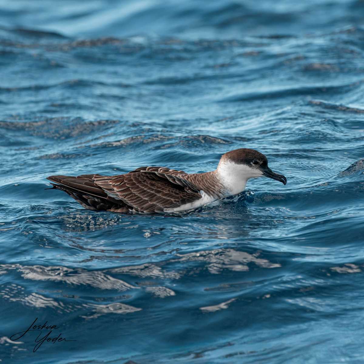 SAF6508-ARW_DxO_DeepPRIME-Editsocial-media