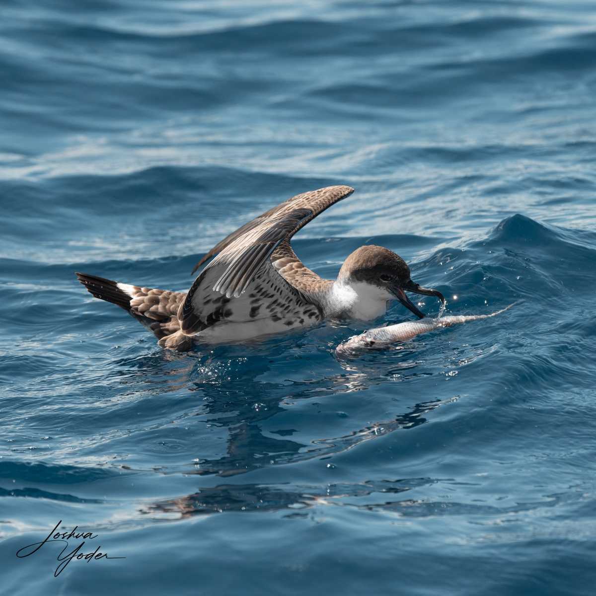 SAF6839-ARW_DxO_DeepPRIMEsocial-media