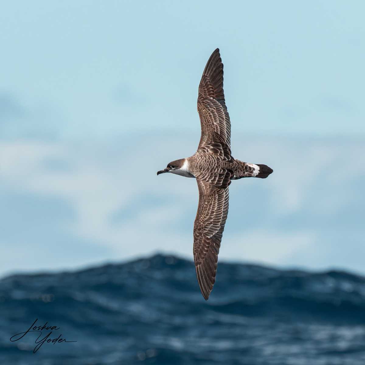 SAF7315-ARW_DxO_DeepPRIMEsocial-media