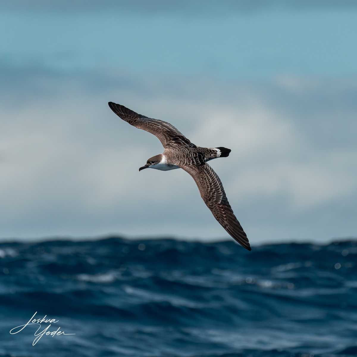 SAF7326-ARW_DxO_DeepPRIMEsocial-media