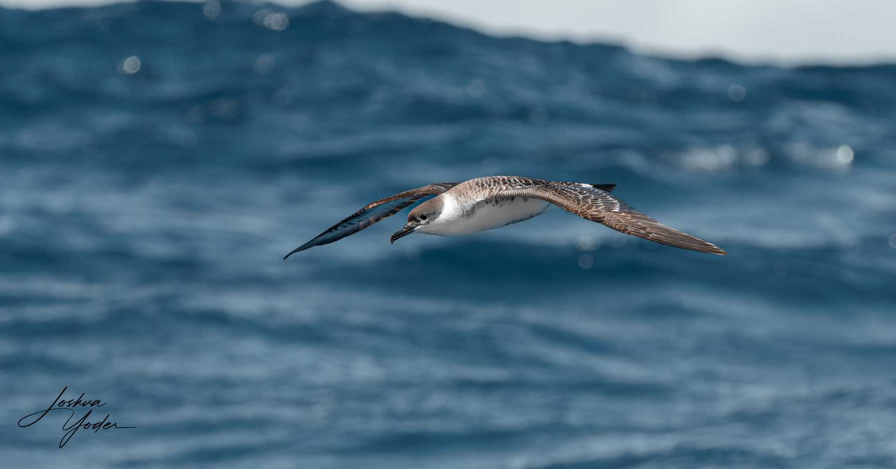 SAF7333-ARW_DxO_DeepPRIMEsocial-media