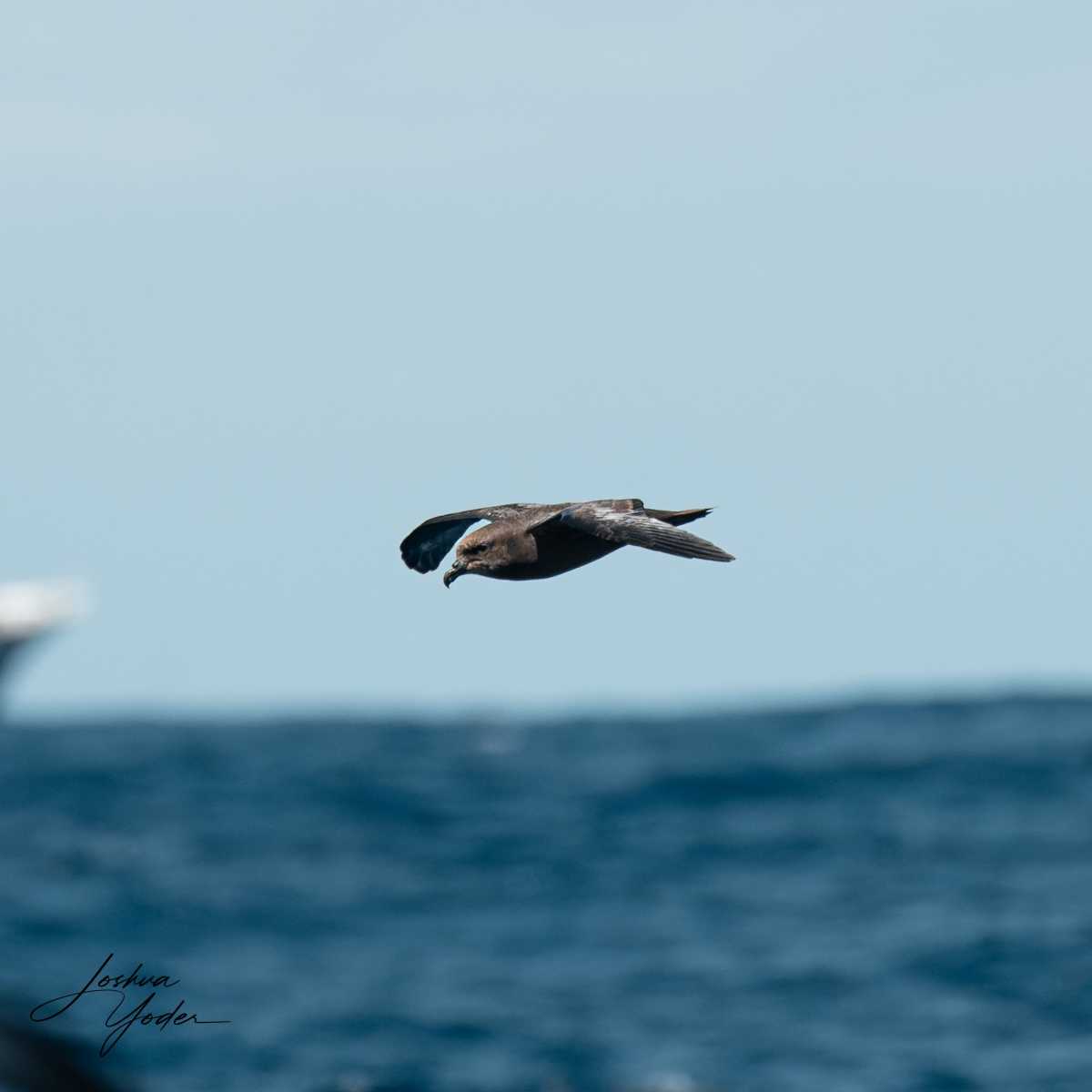 SAF7269-ARW_DxO_DeepPRIMEsocial-media