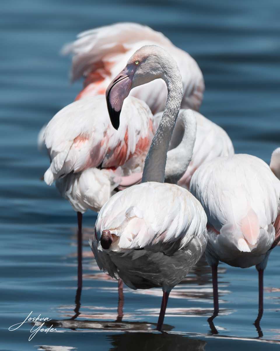 SAF3923Capetown7th-DxO_DeepPRIME-3social-media-2