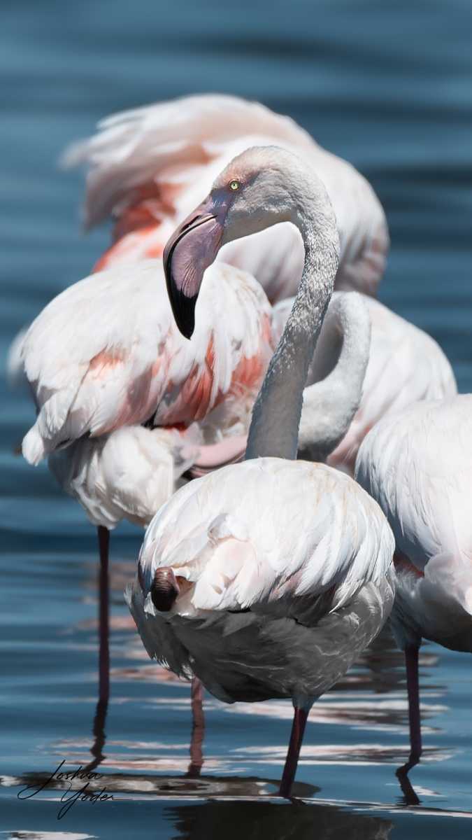 SAF3923Capetown7th-DxO_DeepPRIME-3social-media