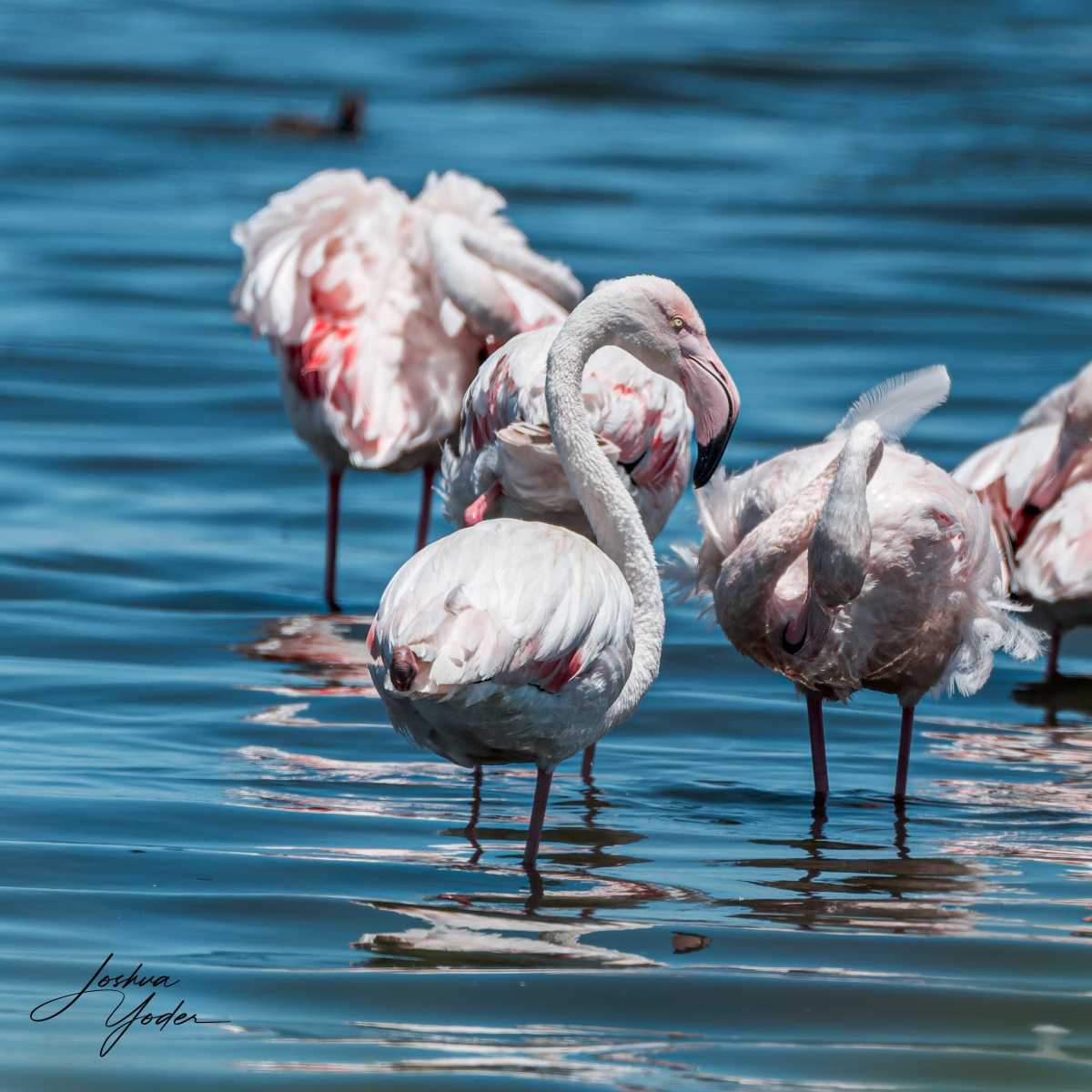 SAF4000Capetown7th-DxO_DeepPRIME-3social-media