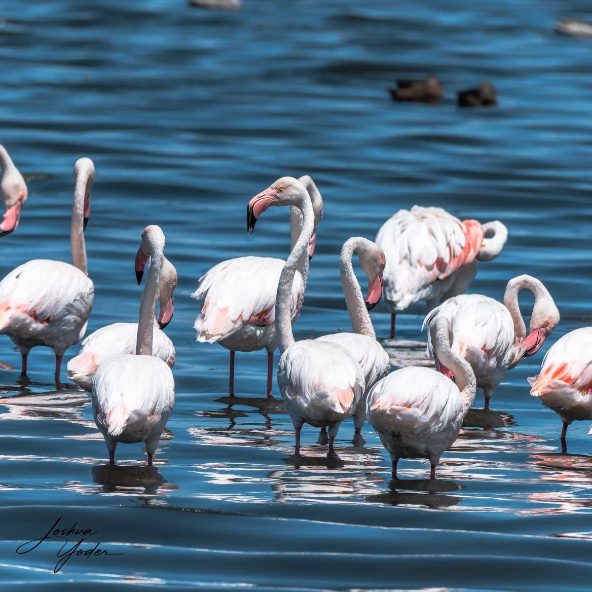 SAF4811Capetown7th-DxO_DeepPRIME-3social-media