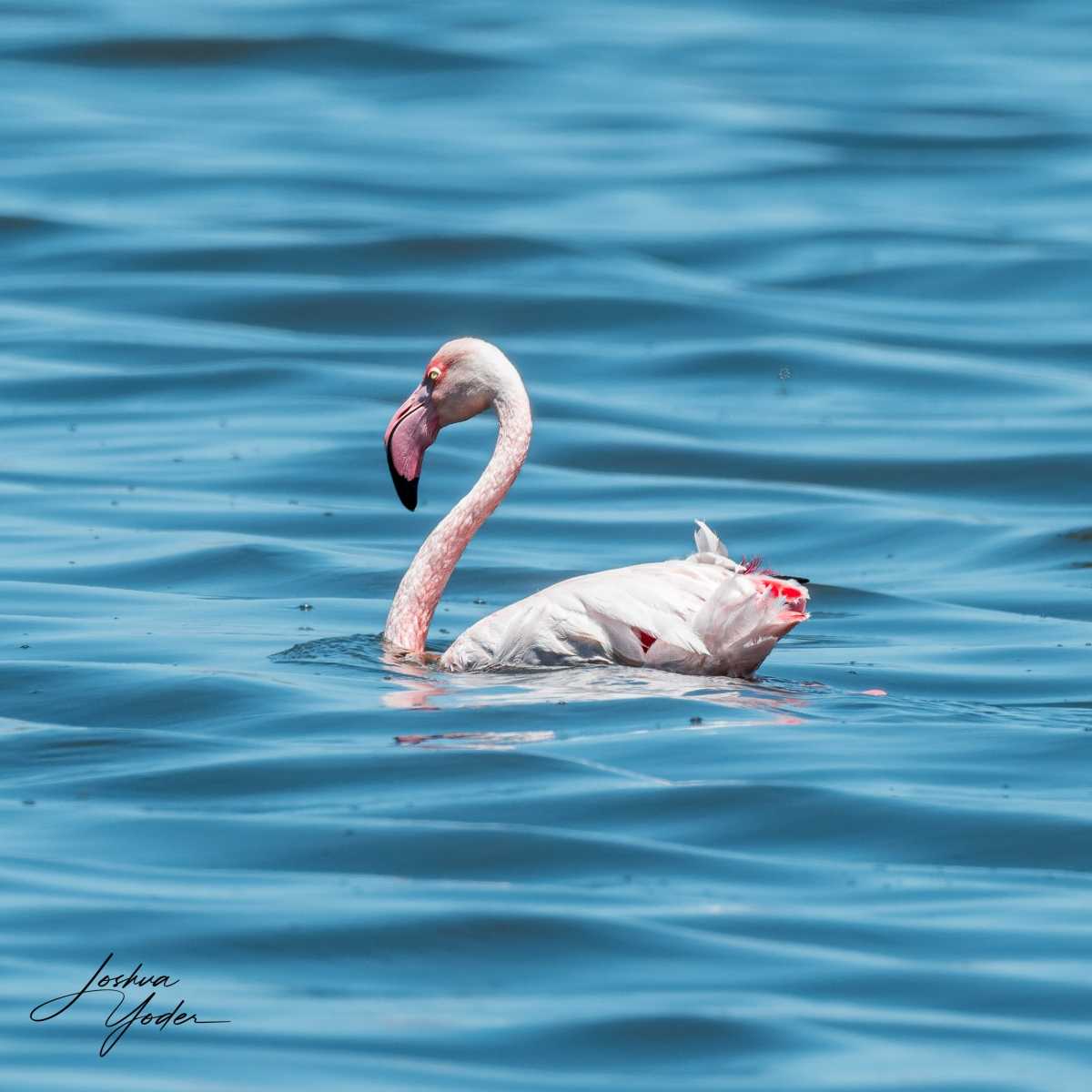 SAF4924Capetown7th-DxO_DeepPRIME-3social-media