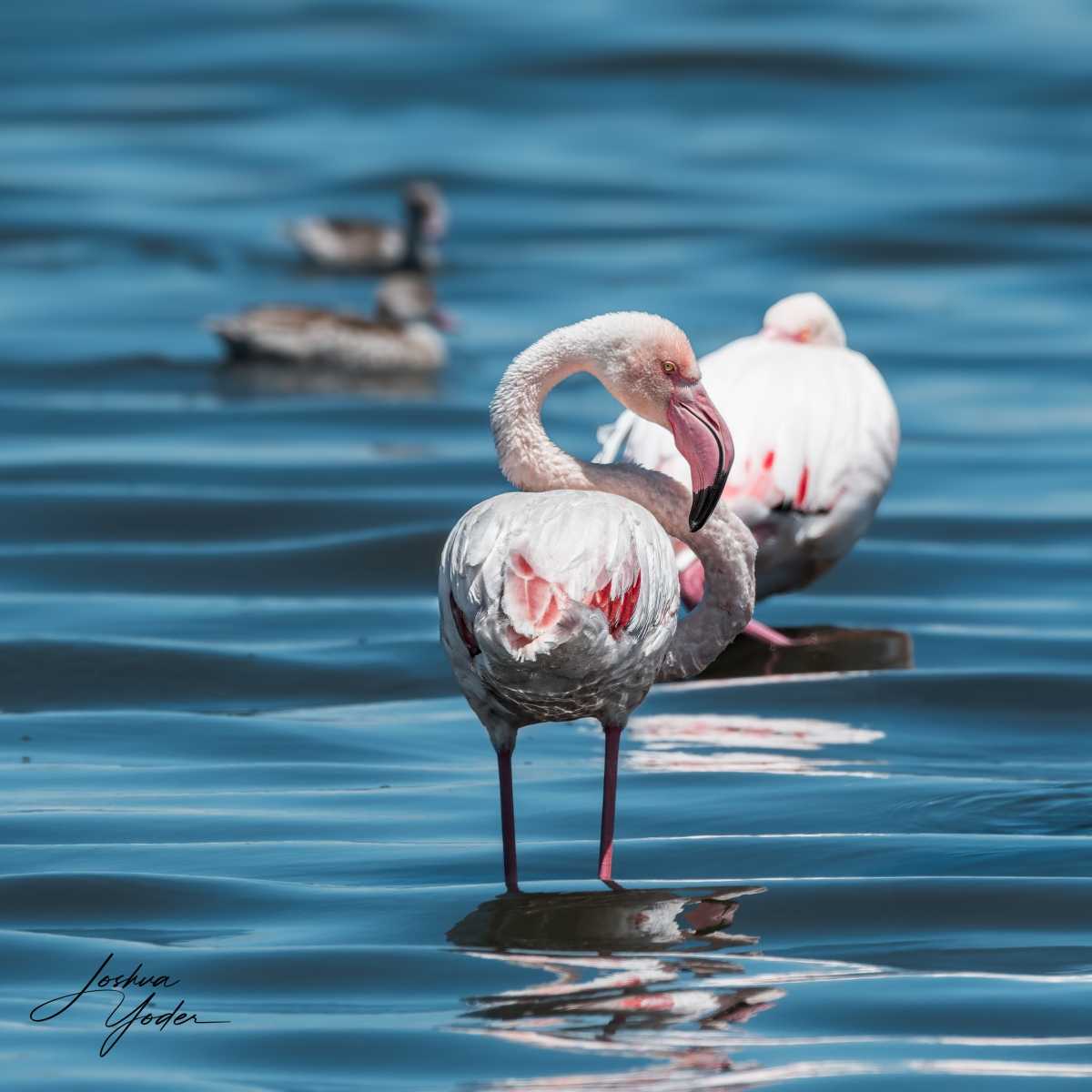 SAF4936Capetown7th-DxO_DeepPRIME-3social-media