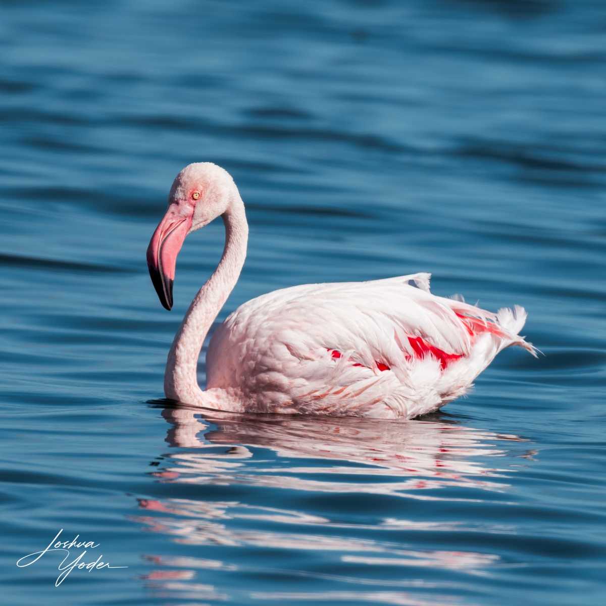 SAF9009Capetown7th-DxO_DeepPRIME-3social-media