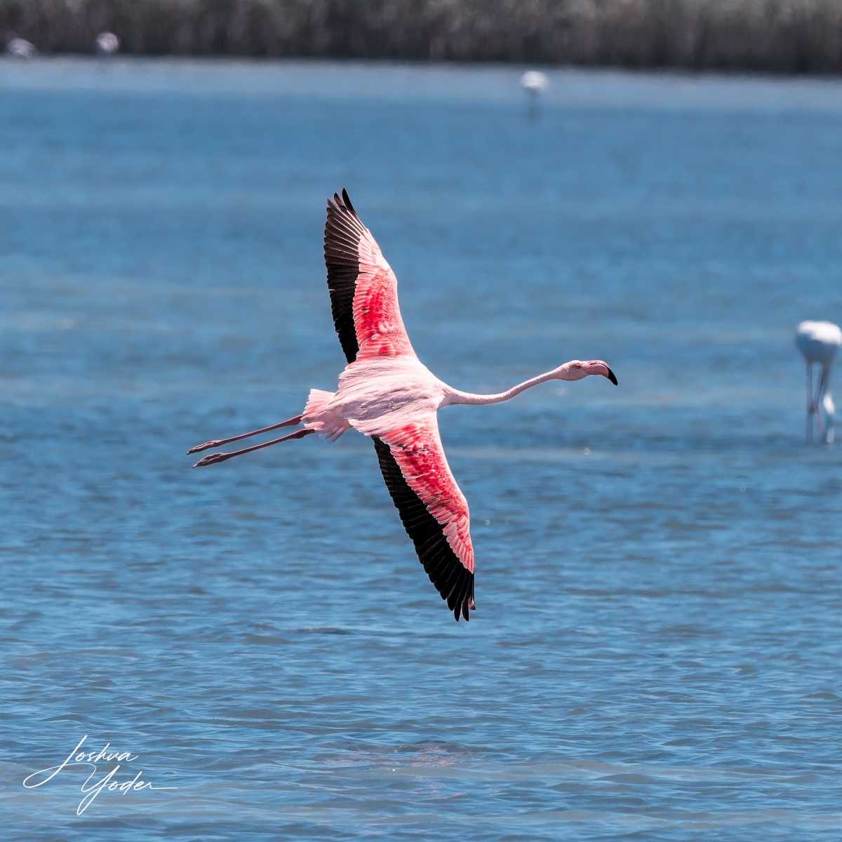 SAF9089Westerncape11th-DxO_DeepPRIME-3social-media