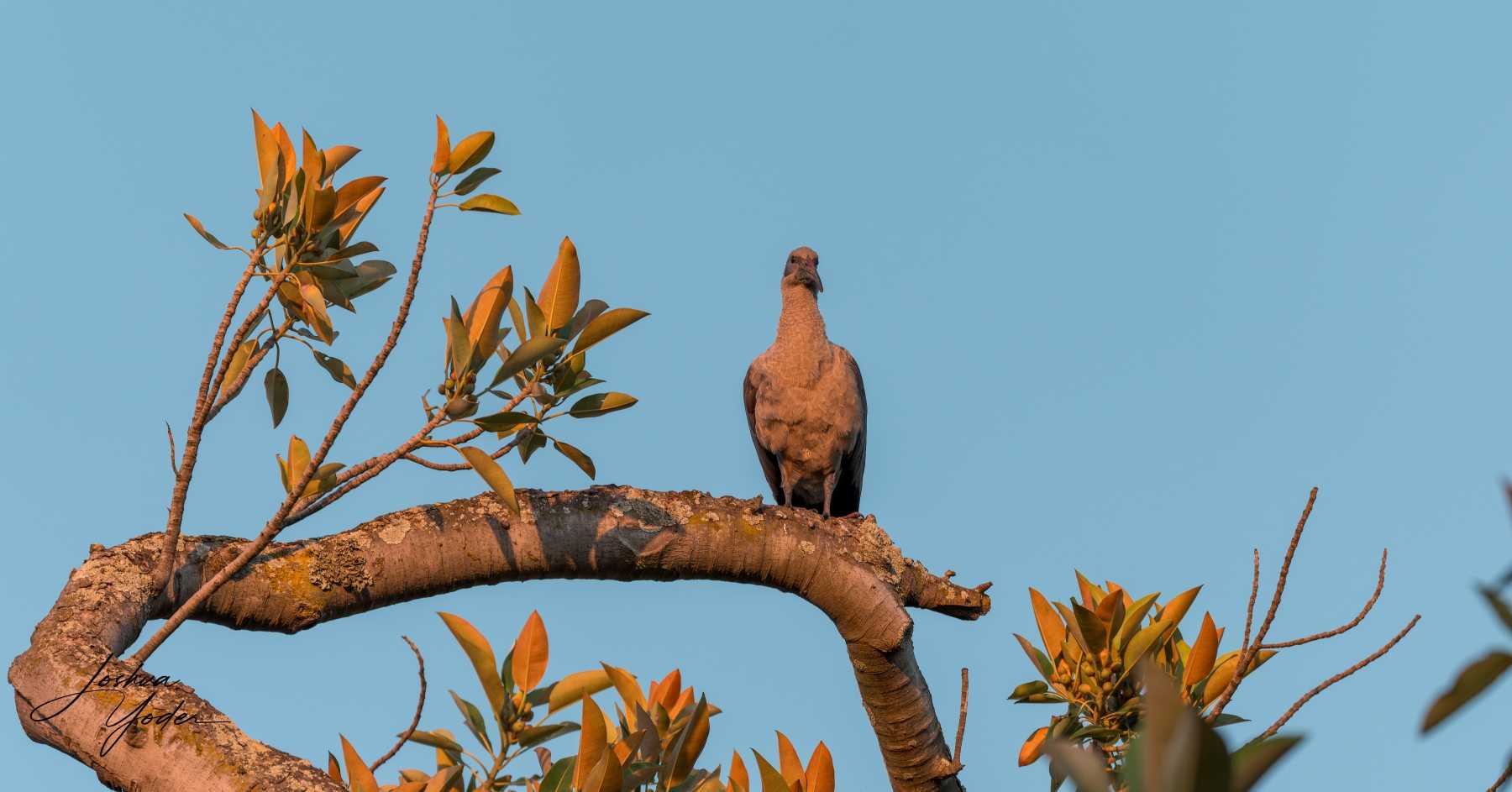 SAF0174-DxO_DeepPRIME-3social-media