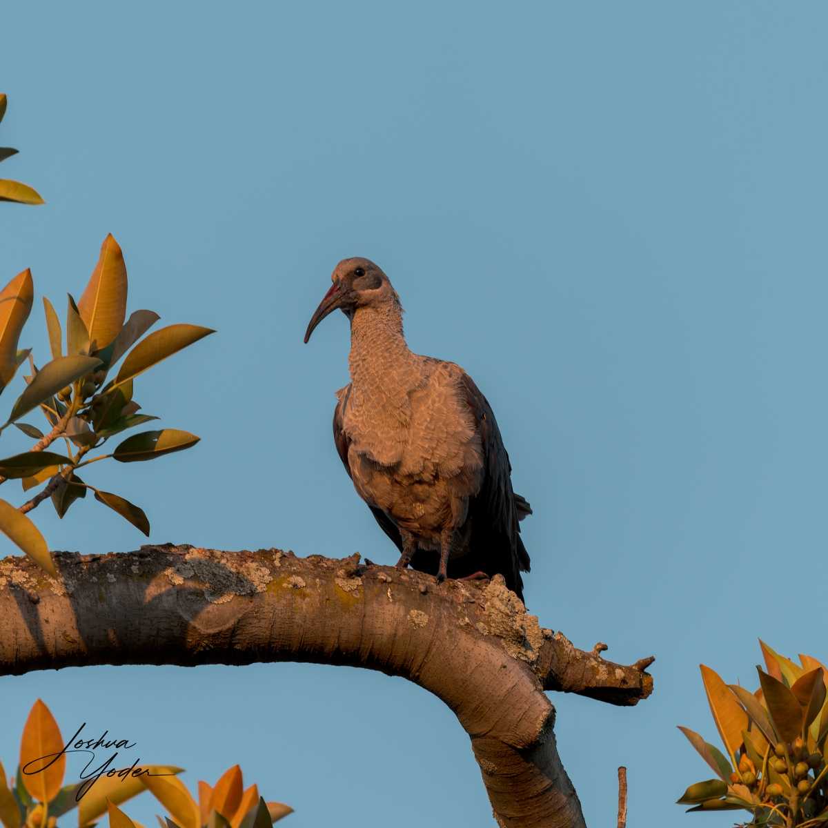 SAF0184-DxO_DeepPRIME-3social-media