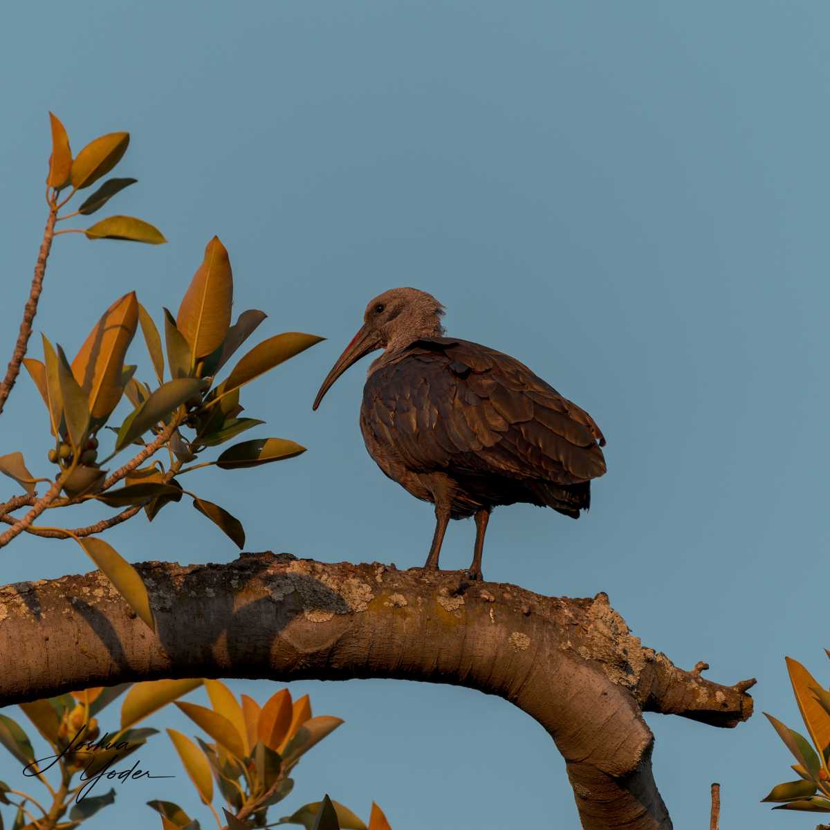 SAF0223-DxO_DeepPRIME-3social-media