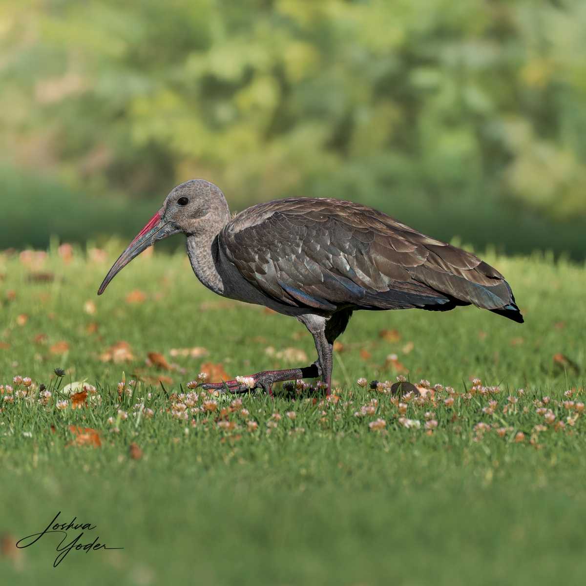 SAF2027Capetown6th-DxO_DeepPRIME-3social-media