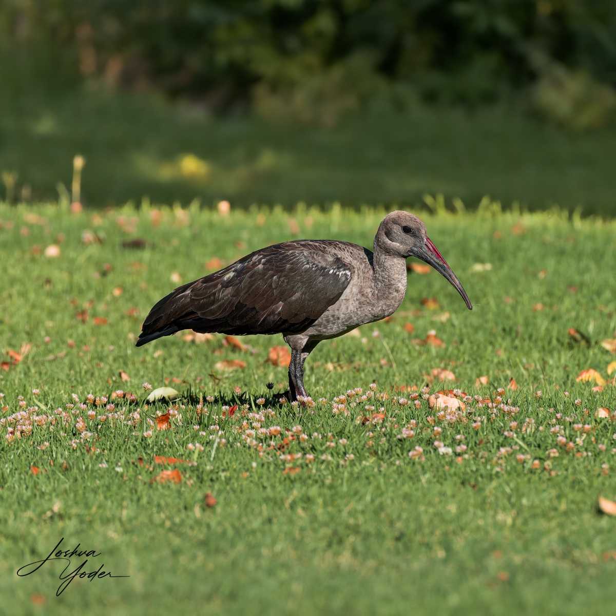 SAF2044Capetown6th-DxO_DeepPRIME-3social-media
