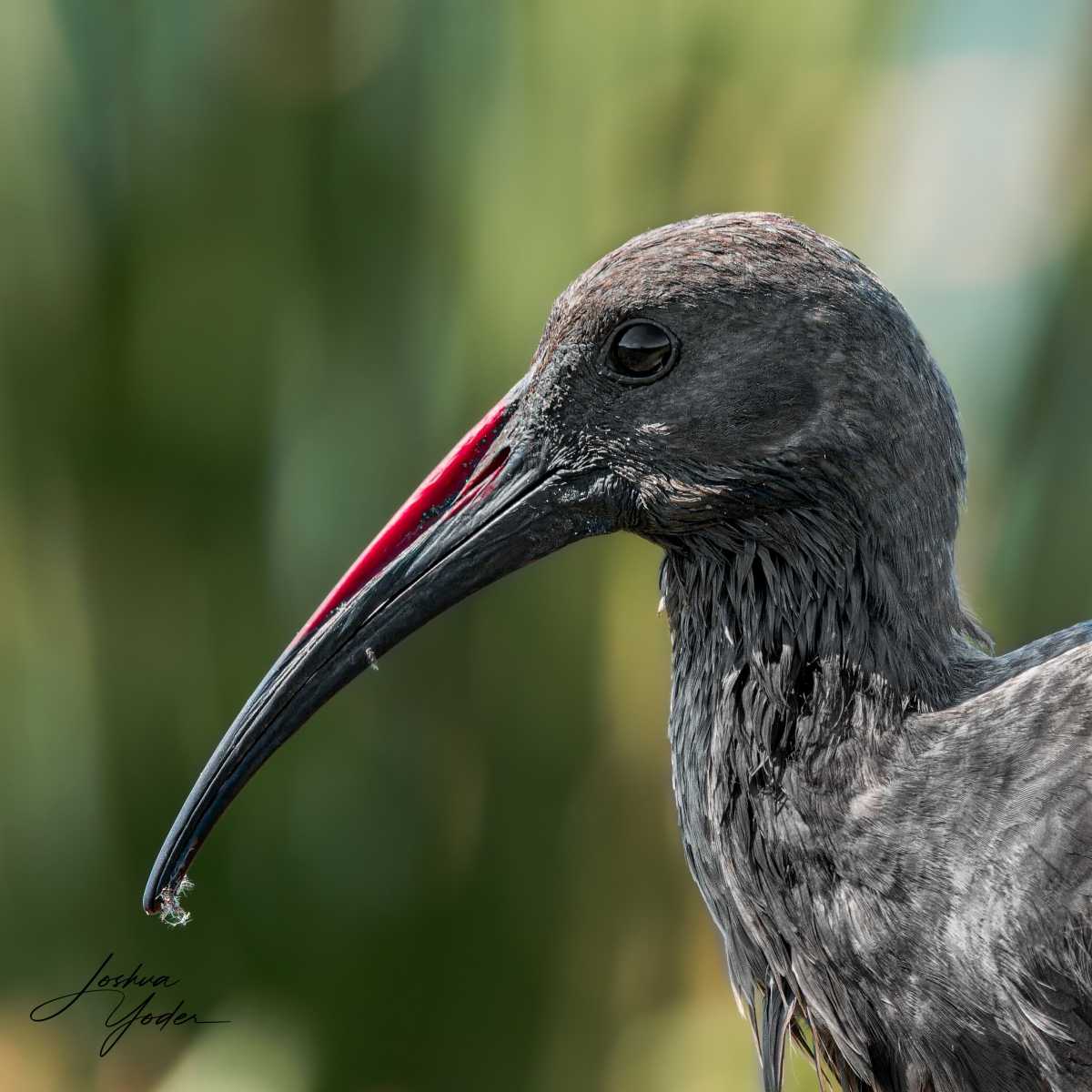 SAF7759Capetown7th-DxO_DeepPRIME-3social-media