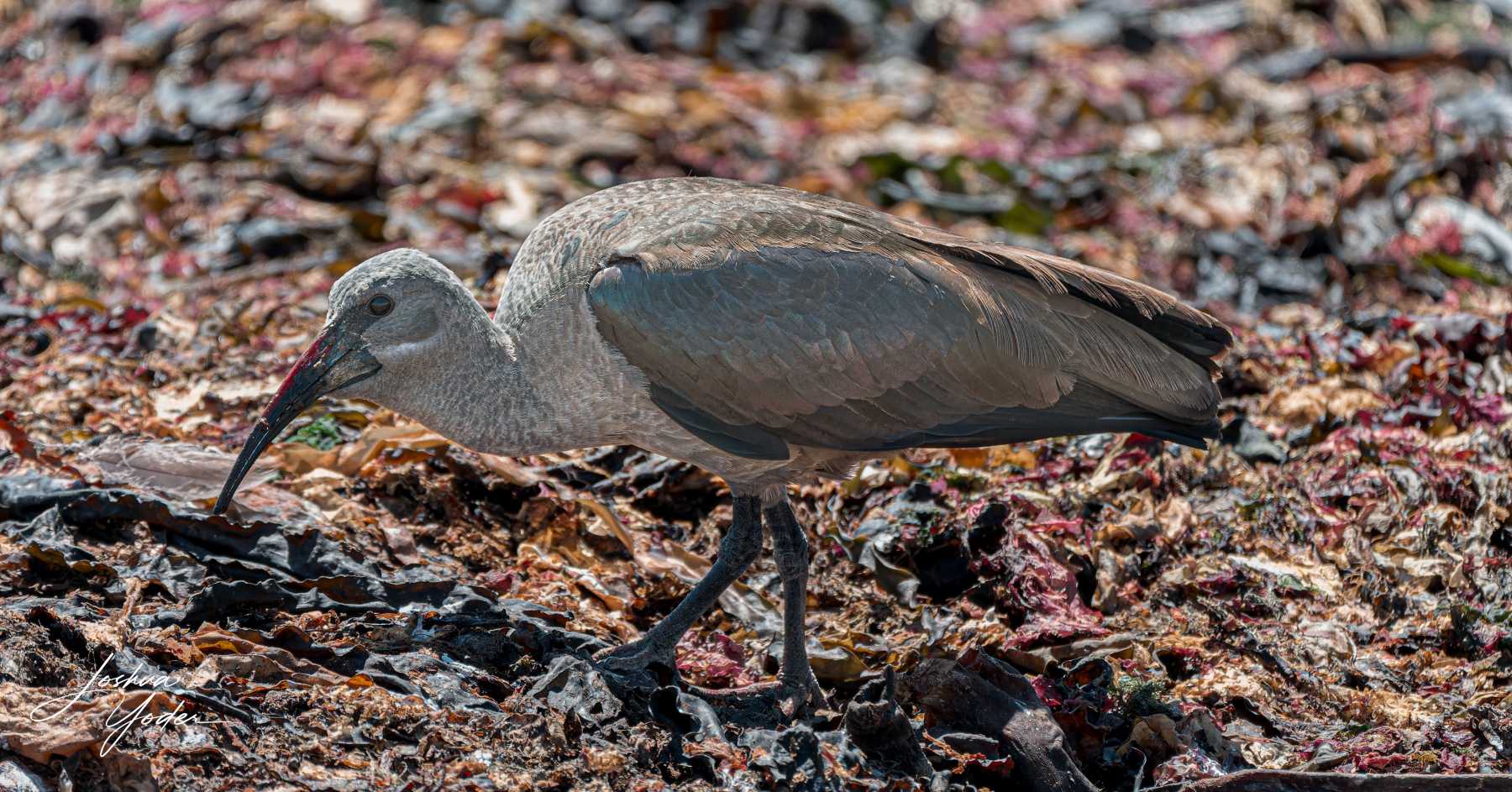 SAF9331-DxO_DeepPRIME-3social-media