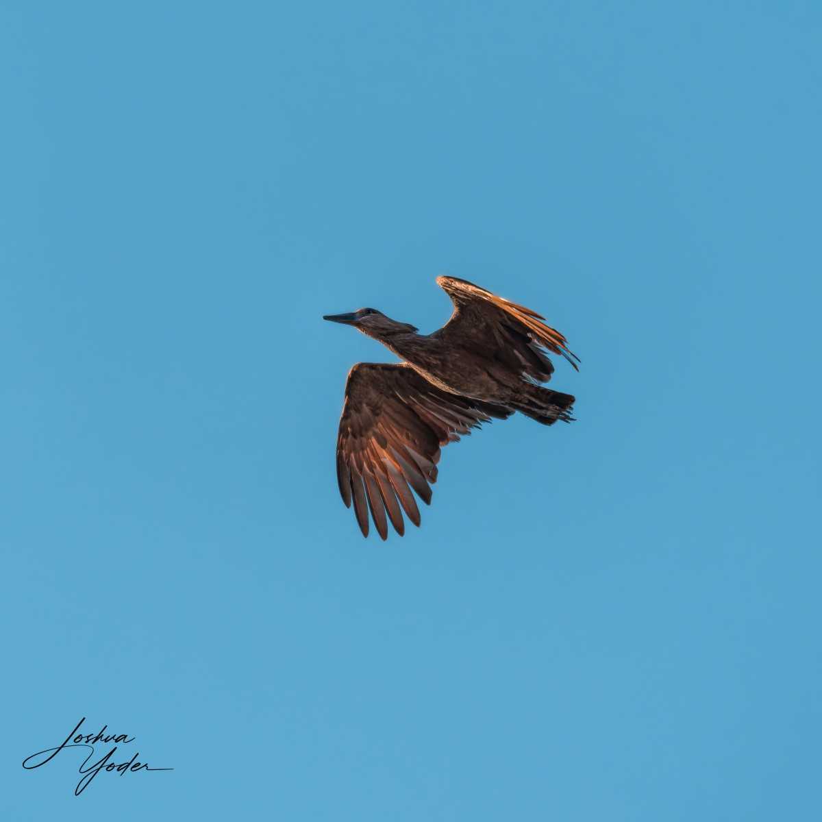 SAF1176Westerncape10th-DxO_DeepPRIME-3social-media