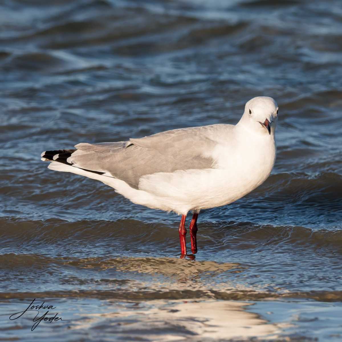 SAF5227Westerncape10th-DxO_DeepPRIME-3-Editsocial-media