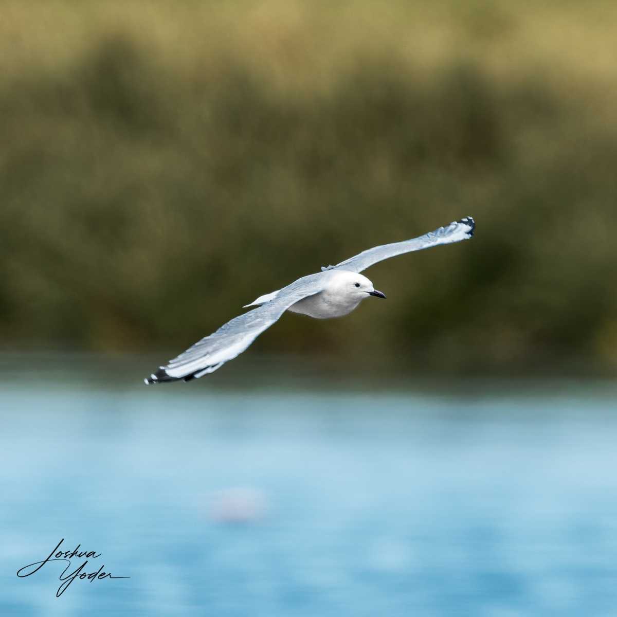 SAF5976Capetown7th-DxO_DeepPRIME-3social-media