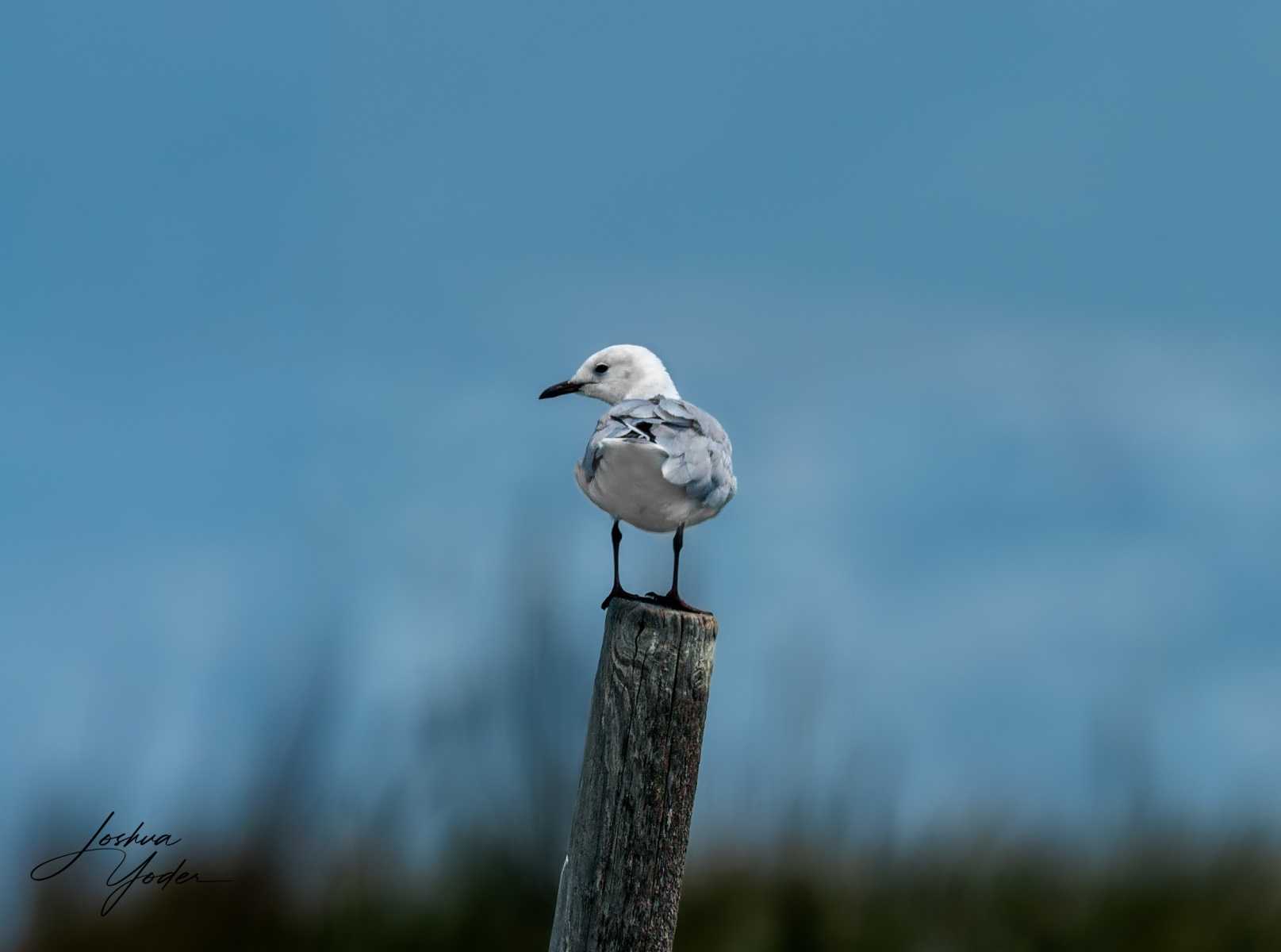 SAF6114Capetown7th-DxO_DeepPRIME-3-Editsocial-media