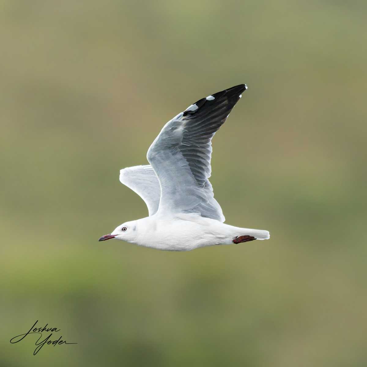 SAF6296Capetown8th-DxO_DeepPRIME-3-Editsocial-media