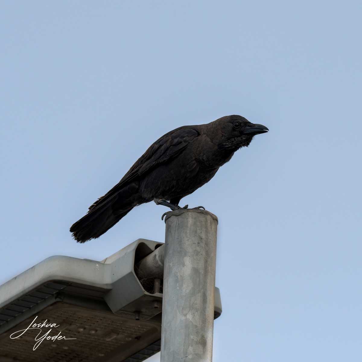 SAF0983Westerncape11th-DxO_DeepPRIME-3social-media