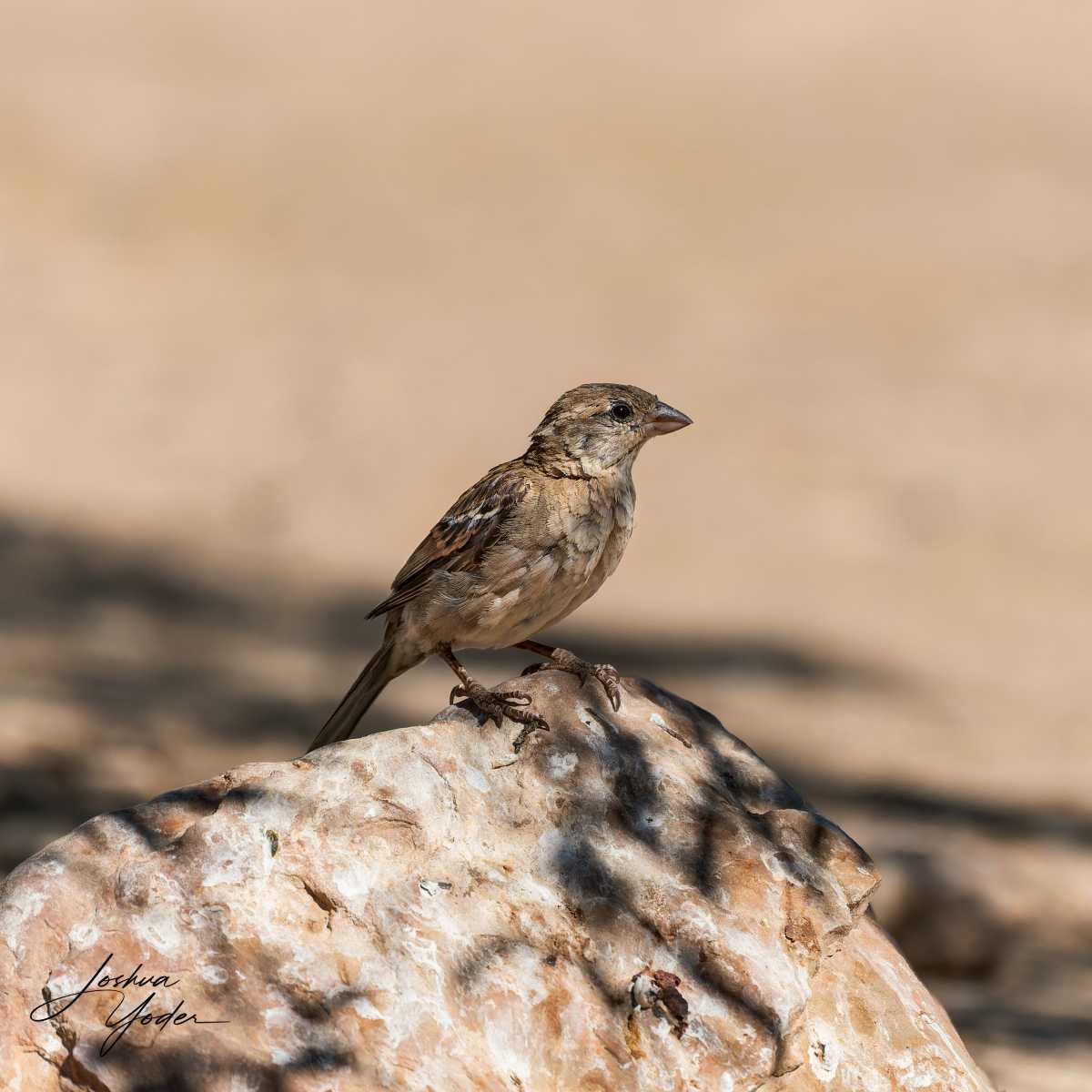 STA2747Westerncape10th-DxO_DeepPRIME-3social-media