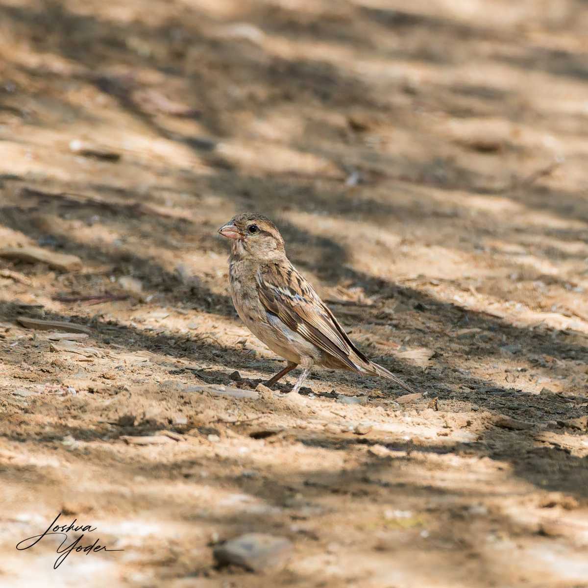 STA2818Westerncape10th-DxO_DeepPRIME-3social-media