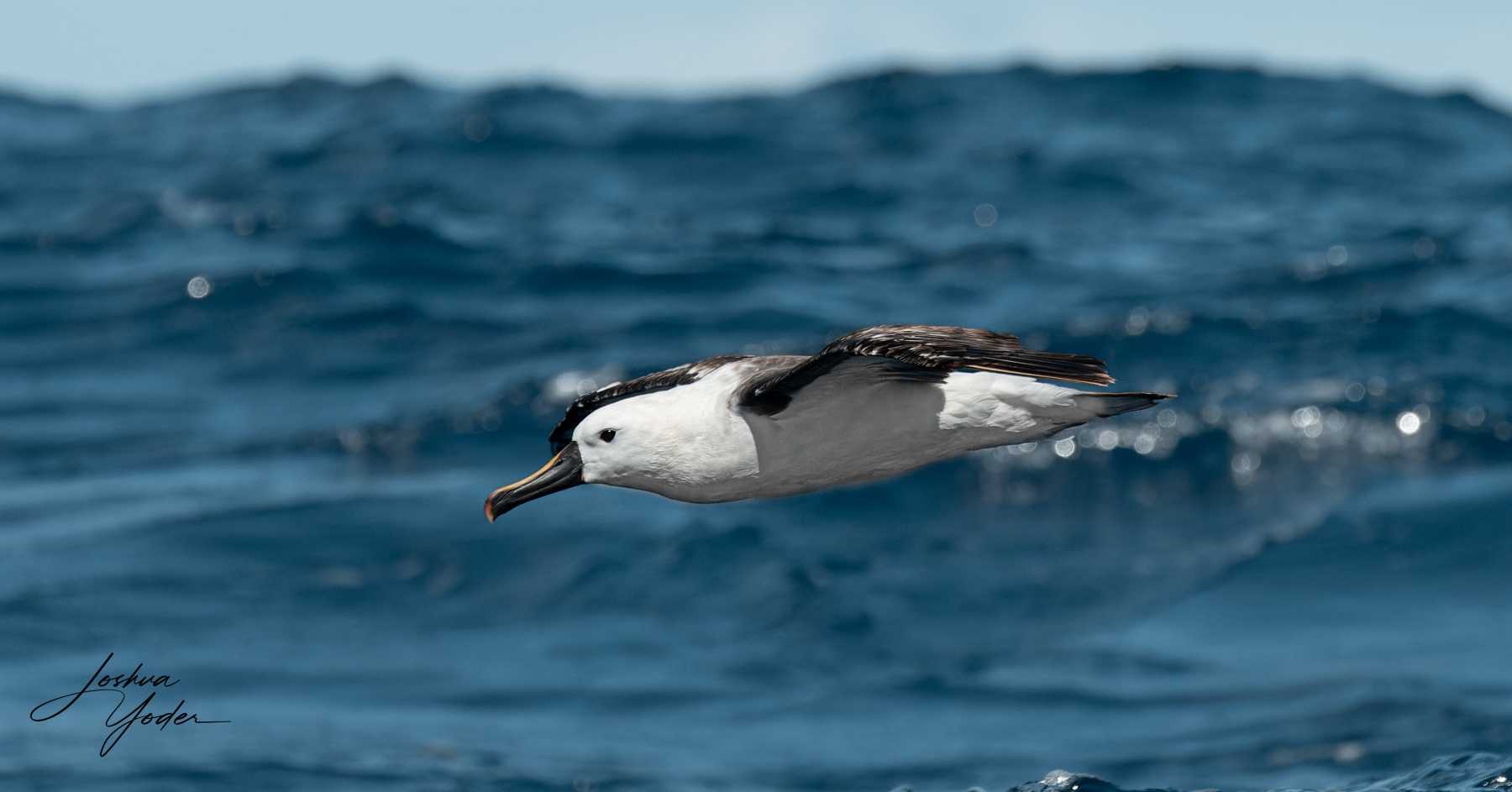 SAF4168-ARW_DxO_DeepPRIMEsocial-media