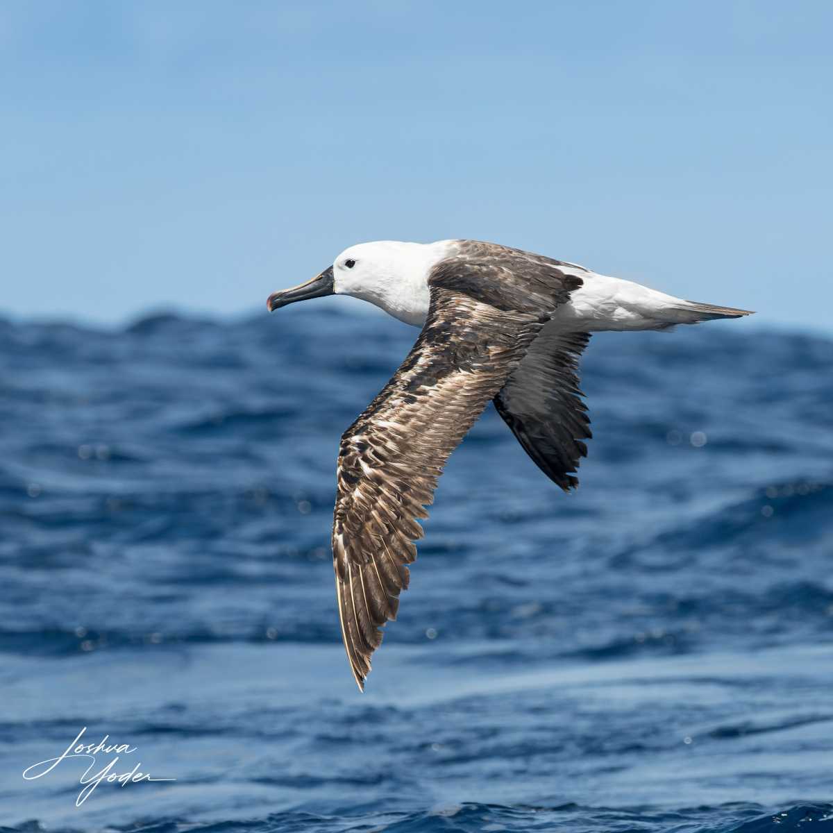 SAF4190-ARW_DxO_DeepPRIMEsocial-media