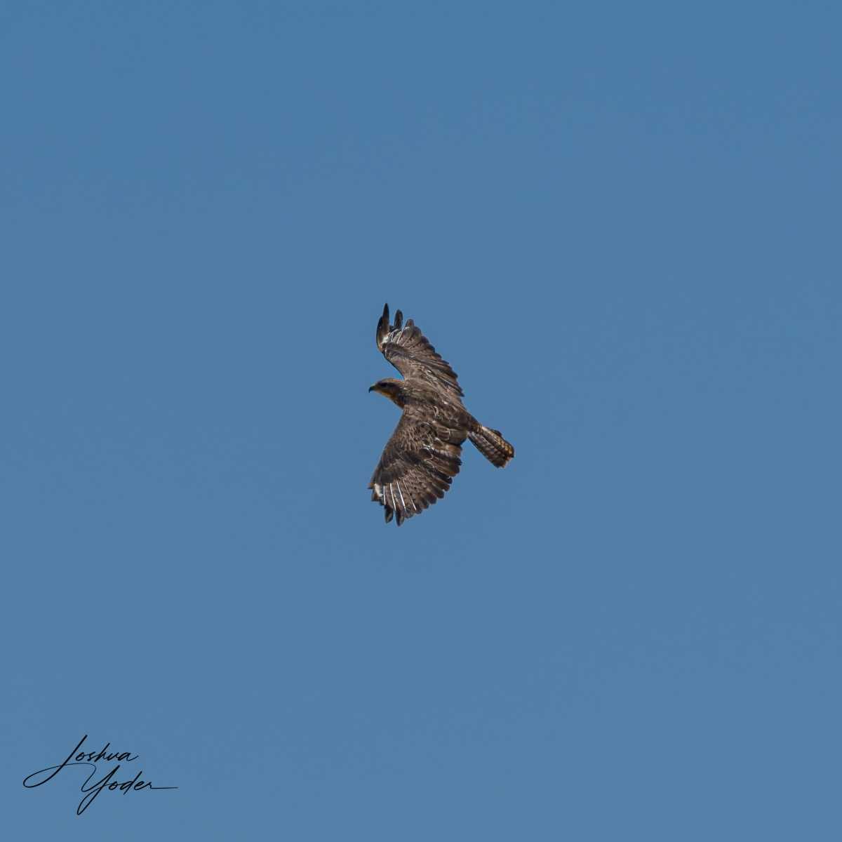 SAF0036Westerncape9th-DxO_DeepPRIME-3social-media