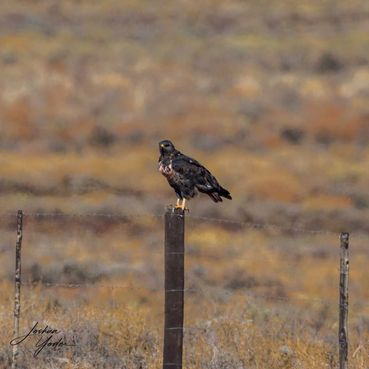 SAF2647Westerncape10th-DxO_DeepPRIME-3social-media