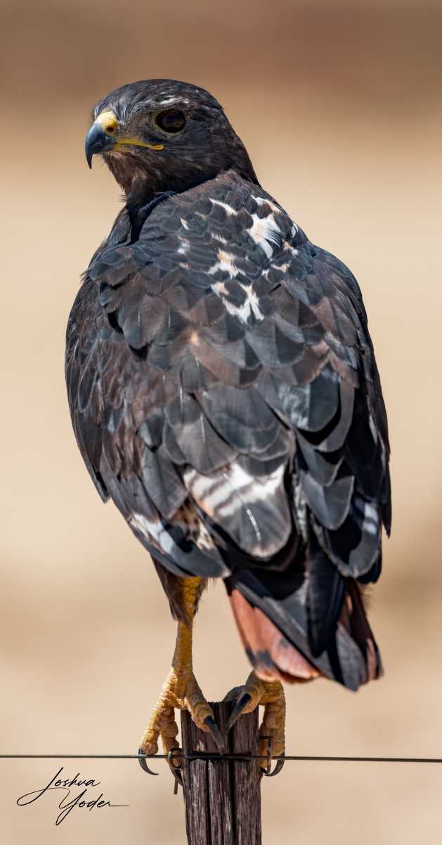 SAF3033Westerncape10th-DxO_DeepPRIME-3social-media