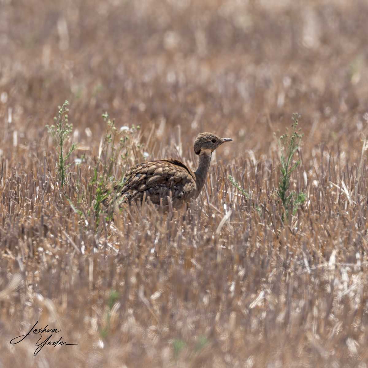 SAF0244Westerncape9th-DxO_DeepPRIME-3social-media