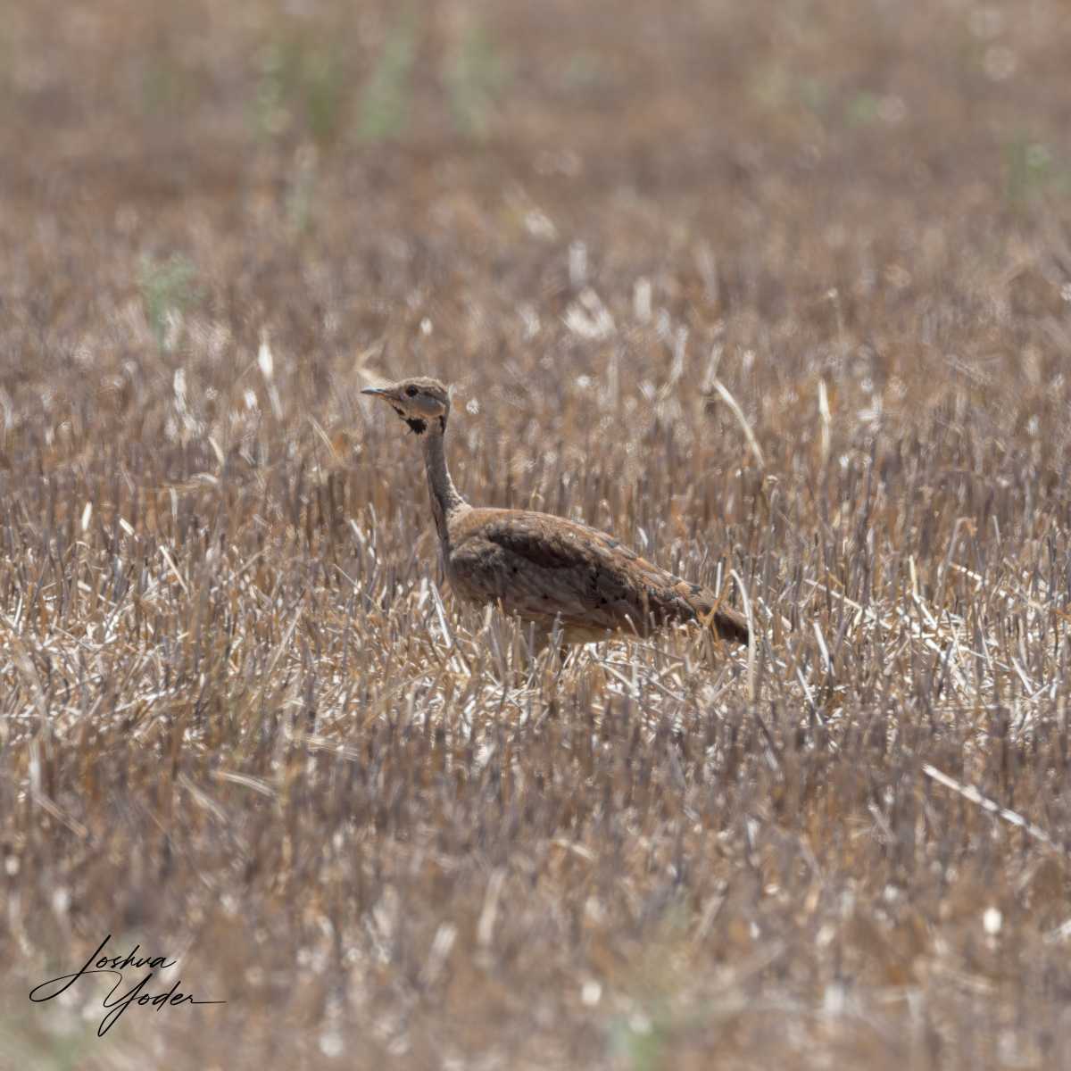 SAF0298Westerncape9th-DxO_DeepPRIME-3social-media