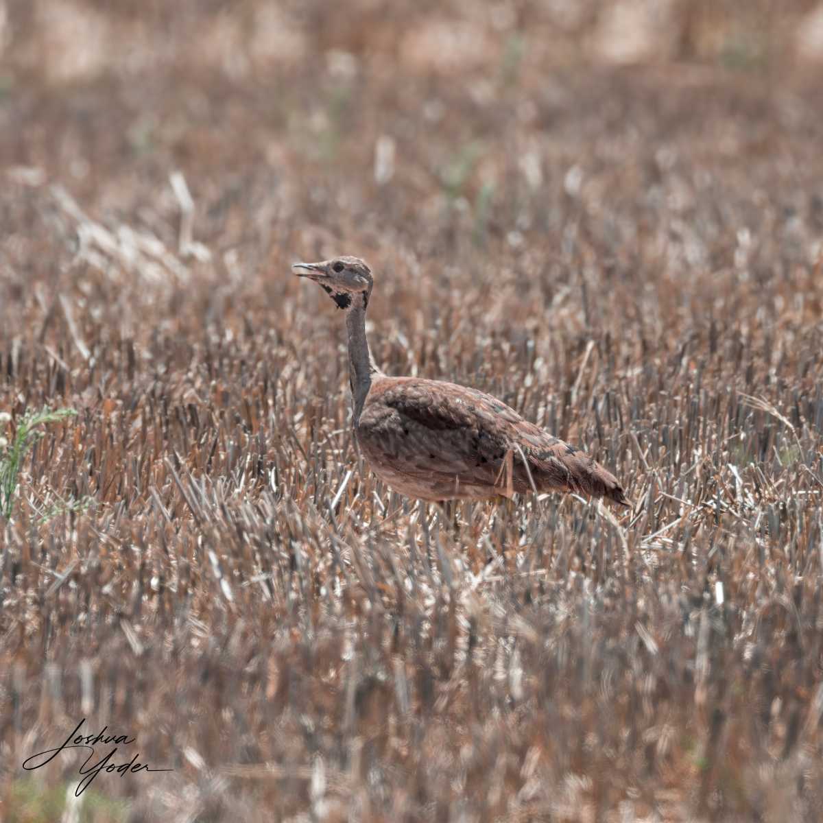 SAF0368Westerncape9th-DxO_DeepPRIME-3social-media