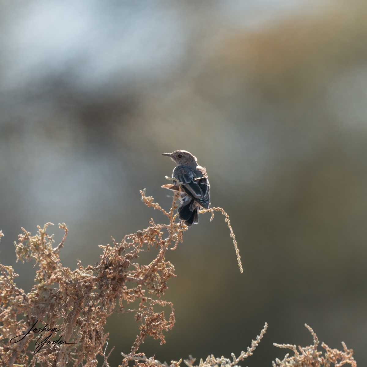 SAF1991Westerncape10th-DxO_DeepPRIME-3social-media